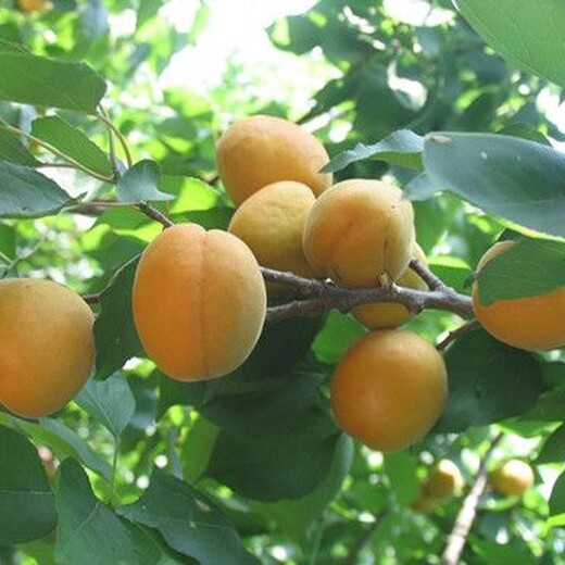 晚红杏苗晚熟杏树苗目前好的品种应该如何种植