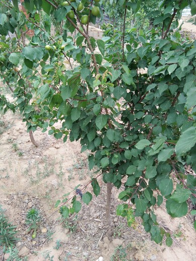 杏苗新品种荷兰香蜜杏树苗一亩地种多少棵新品种介绍