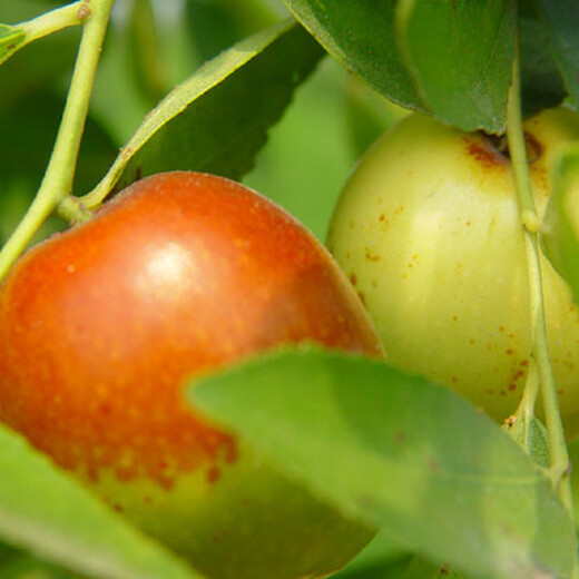 枣树苗哪个品种好葫芦枣枣树苗成活率	品种千万别错过