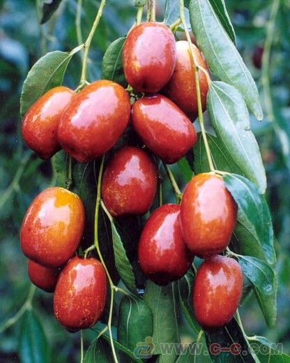 冬枣树苗多少钱一棵2公分龙须枣枣树苗适合什么地方种植	价格低结果多