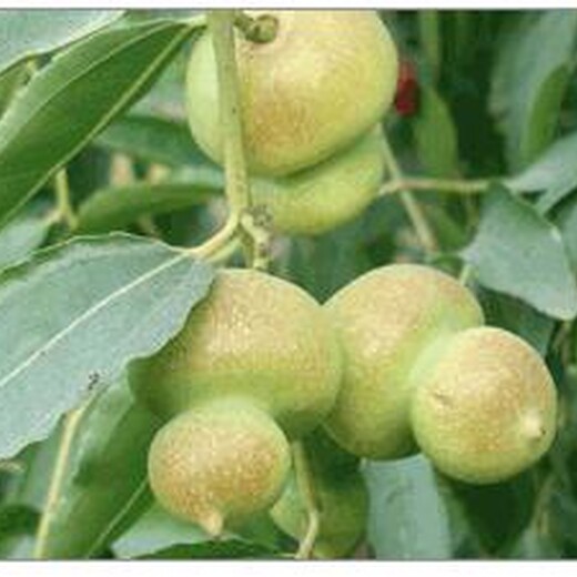 枣树苗哪个品种好2公分雪枣枣树苗种植方法种植技术	应该如何种植