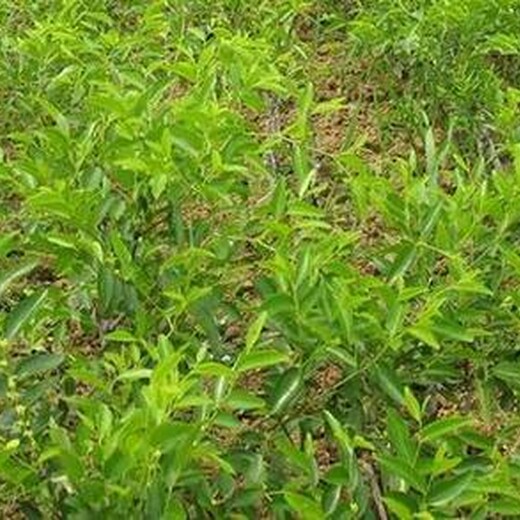 枣树苗多少钱一棵2公分梨枣枣树苗目前好的品种今年哪个品种好保成活