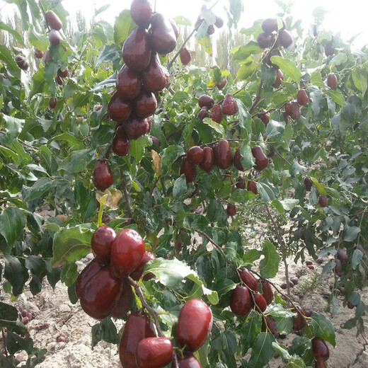 枣树苗多少钱一棵价格二代冬枣树苗种植方法种植技术	品种优纯度高