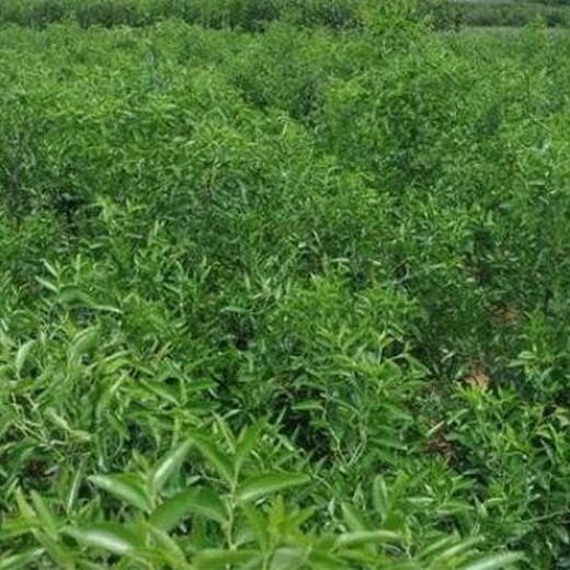 小枣树苗2公分冬枣枣树苗一亩地种多少棵新品种介绍