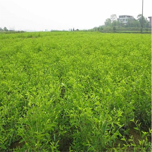 枣树苗批发葫芦枣枣树苗一亩地种多少棵今年哪个品种好保成活