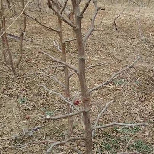 枣树苗多少钱一棵价格葫芦枣枣树苗一亩地种多少棵价格低结果多