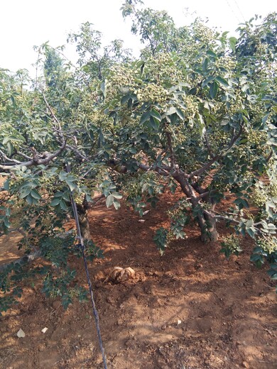 出售花椒苗花椒樹(shù)苗價(jià)格種植方法種植技術(shù)	價(jià)格低結(jié)果多