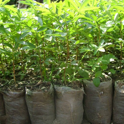 花椒苗价格大红袍花椒苗种植方法种植技术	今年哪个品种好保成活