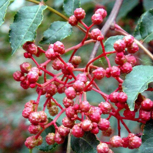 三年的花椒树苗价格今年花椒苗多少钱一棵成活率	批发价格是多少