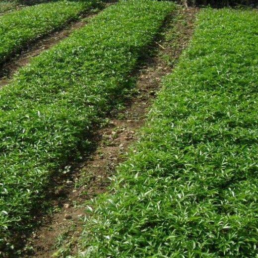 花椒苗价格花椒苗供应的品种介绍几月份种植成活率高