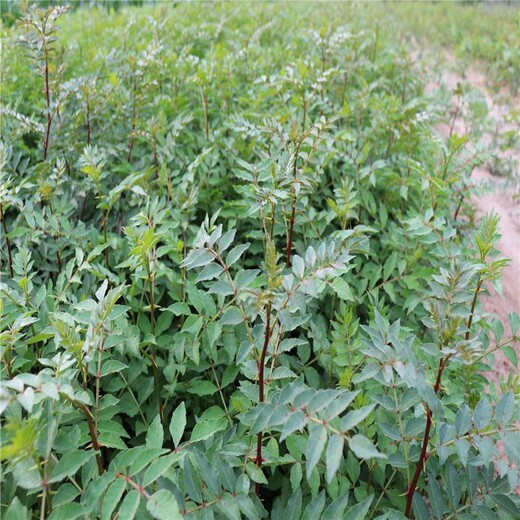 花椒苗批发花椒苗去哪找的品种介绍几月份种植成活率高