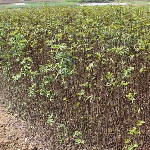 花椒苗基地花椒苗批发花椒树苗价格目前好的品种