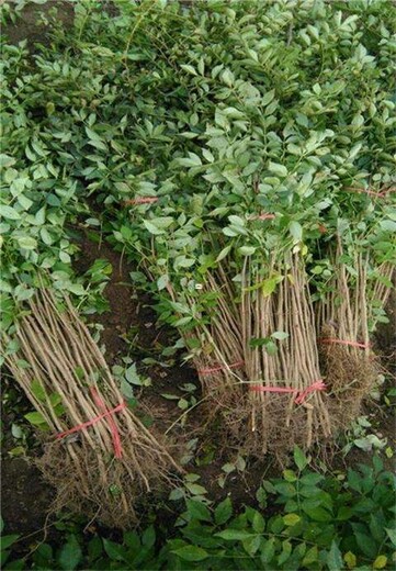 花椒苗基地花椒苗批发花椒苗去哪找种植方法种植技术