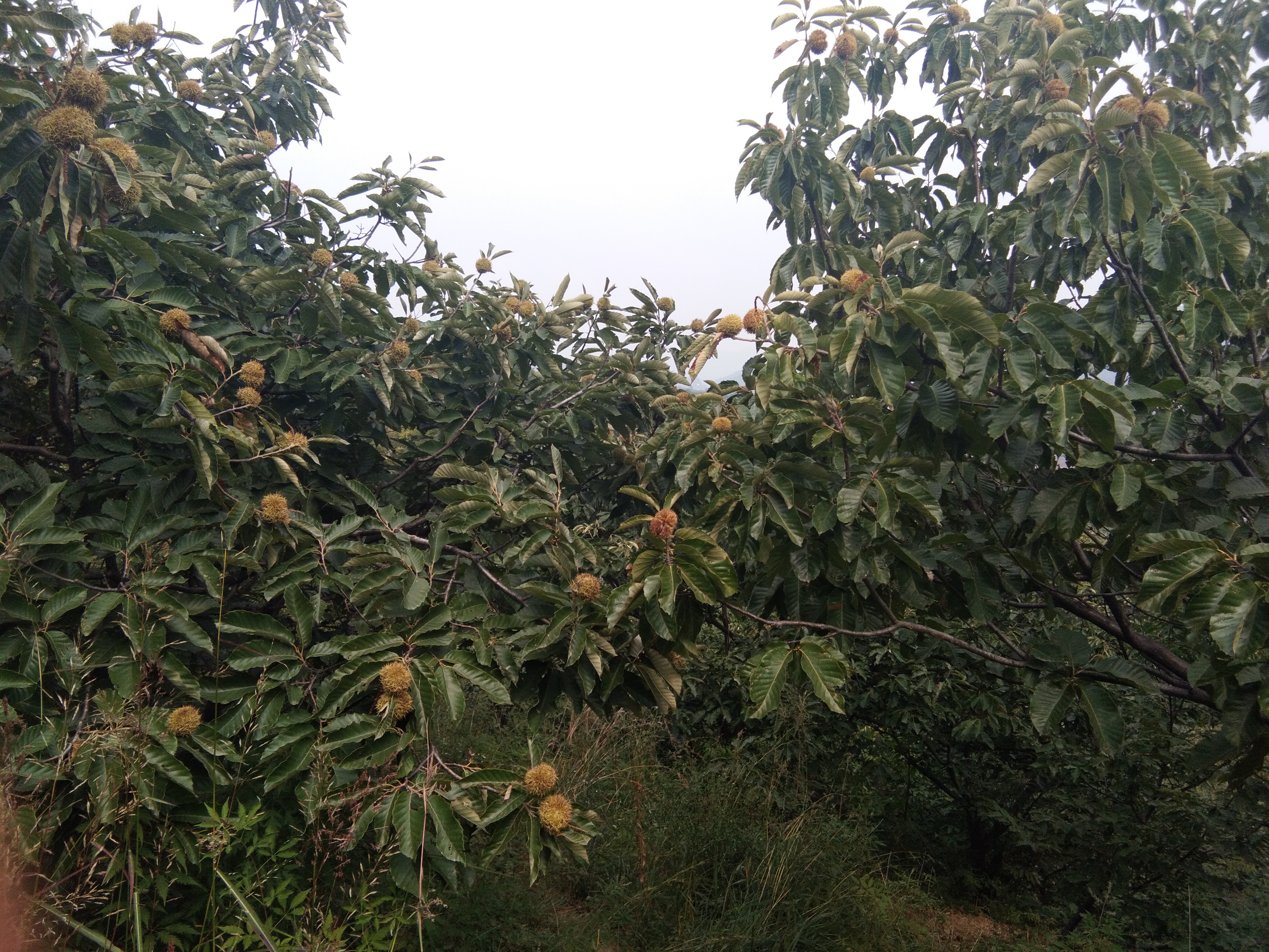 八龙油板栗抗寒特性表现		树形修剪		