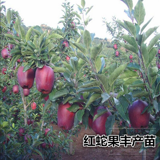 河北省有什么缺点么红星苹果苗结果两年的