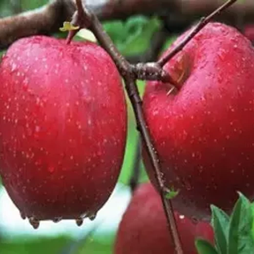 上海質(zhì)量真不錯(cuò)美國八號蘋果苗