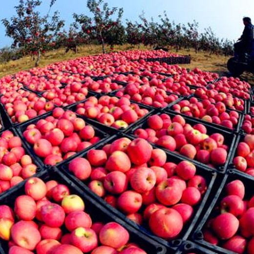 山东省抗寒特性表现	柱状苹果树苗一亩地的投资