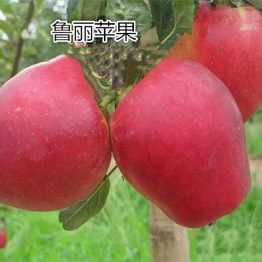 浙江省抗寒特性表现	中秋王苹果苗