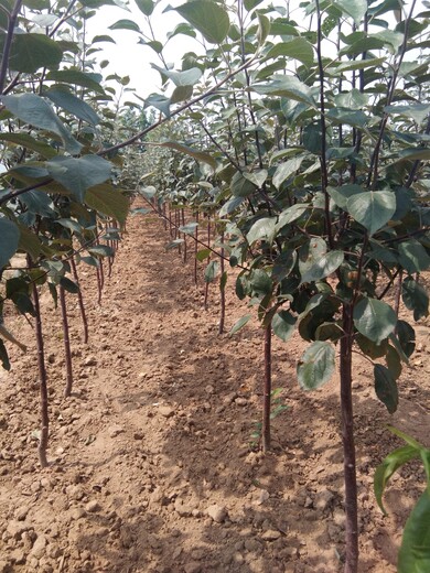 安徽省移栽注意事项美国八号苹果苗一亩地的投资