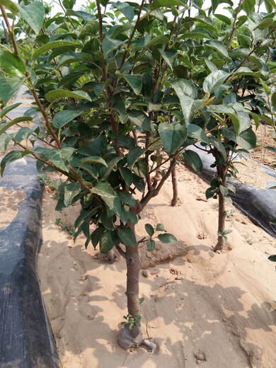 黑龙江省春季移栽还是夏季移栽	烟富3号苹果苗花长什么样