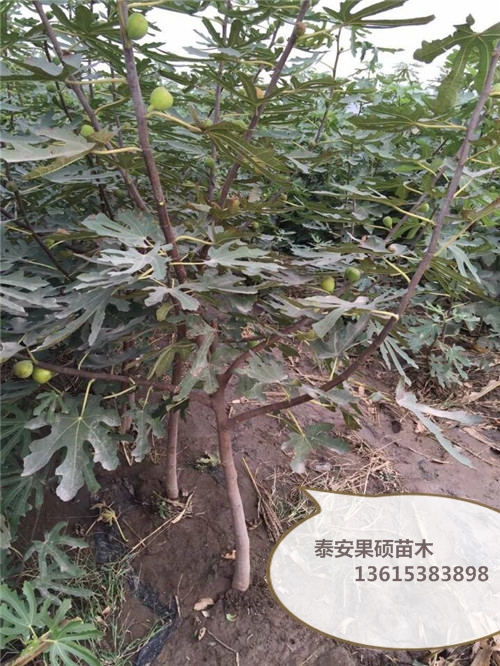 蓬莱柿无花果树苗无花果苗多少钱一株抗旱抗寒的品种	