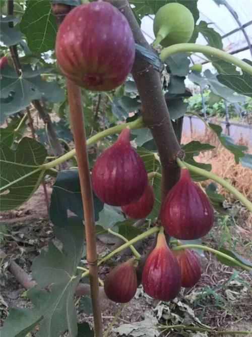 绿抗一号无花果苗无花果苗批发苗圃管理施肥技巧	