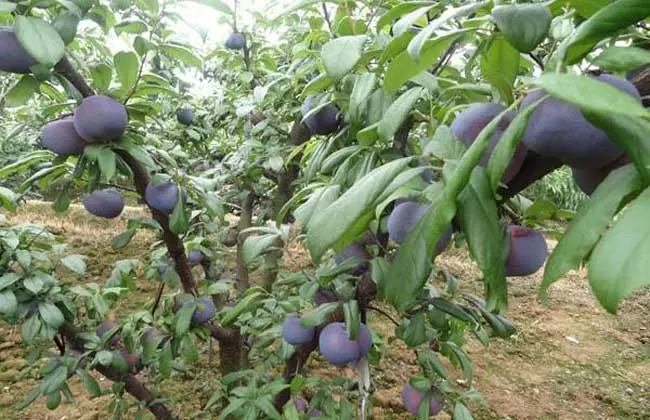 天津3公分紫琥珀李子苗一亩地的投资