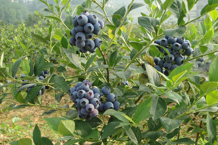 两年钱德乐蓝莓苗果树苗供应商新科研蓝莓苗品种吉林