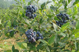 3年都克蓝莓苗山东蓝莓苗种植基地良种苗木值得信赖新疆