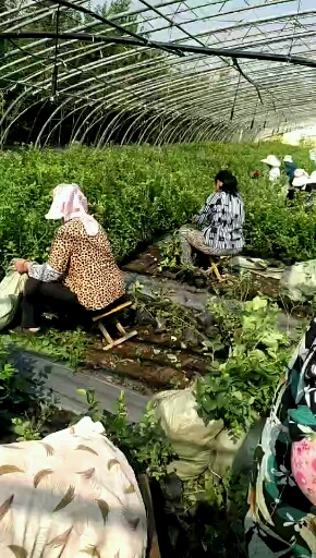 3年蓝丰蓝莓苗种植与管理加快农业产业布局西藏