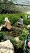 两年钱德乐蓝莓苗品种大全山东蓝莓苗种植基地广东