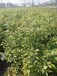 3年莱克西蓝莓苗含糖量高的苗木市场迎来发展良机安徽