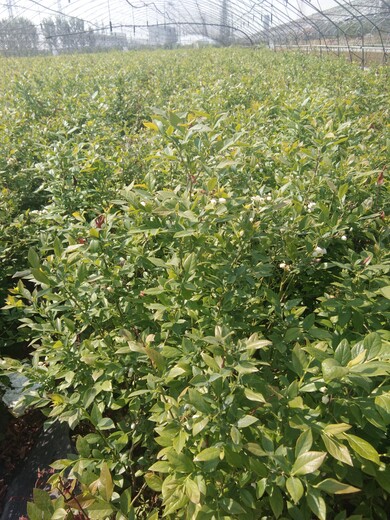 两年绿宝石蓝莓苗品种大全山东蓝莓苗种植基地广西