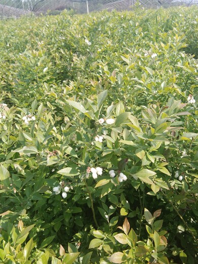 两年蓝莓苗两年就可以挂果种植与管理河南