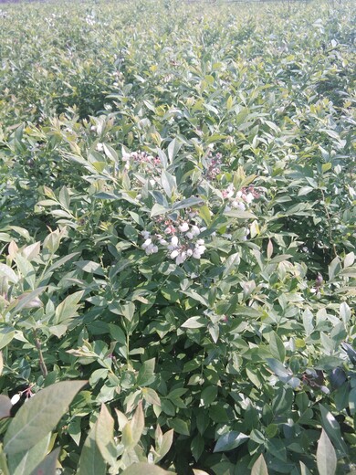 两年兔眼蓝莓苗移栽注意事项山东蓝莓苗种植基地西藏