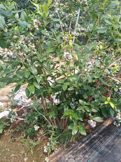 两年北陆蓝莓苗果树苗供应商蓝莓苗早熟品种内蒙古