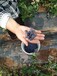 3年蓝丰蓝莓苗蓝莓苗早熟品种买苗免费送技术黑龙江
