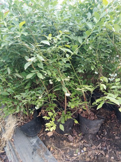 3年都克蓝莓苗种植与管理加快农业产业布局河北