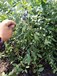 3年都克蓝莓苗山东蓝莓苗种植基地保证纯正价格最低福建