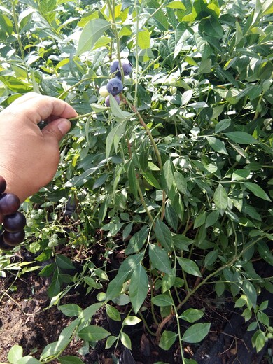 两年喜来蓝莓苗实生占地苗蓝莓苗早熟品种天津