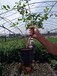 3年兔眼蓝莓苗最贵的蓝莓品种最贵的品种树苗湖南