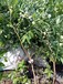3年绿宝石蓝莓苗最新科研蓝莓苗品种苗木市场迎来发展良机新疆