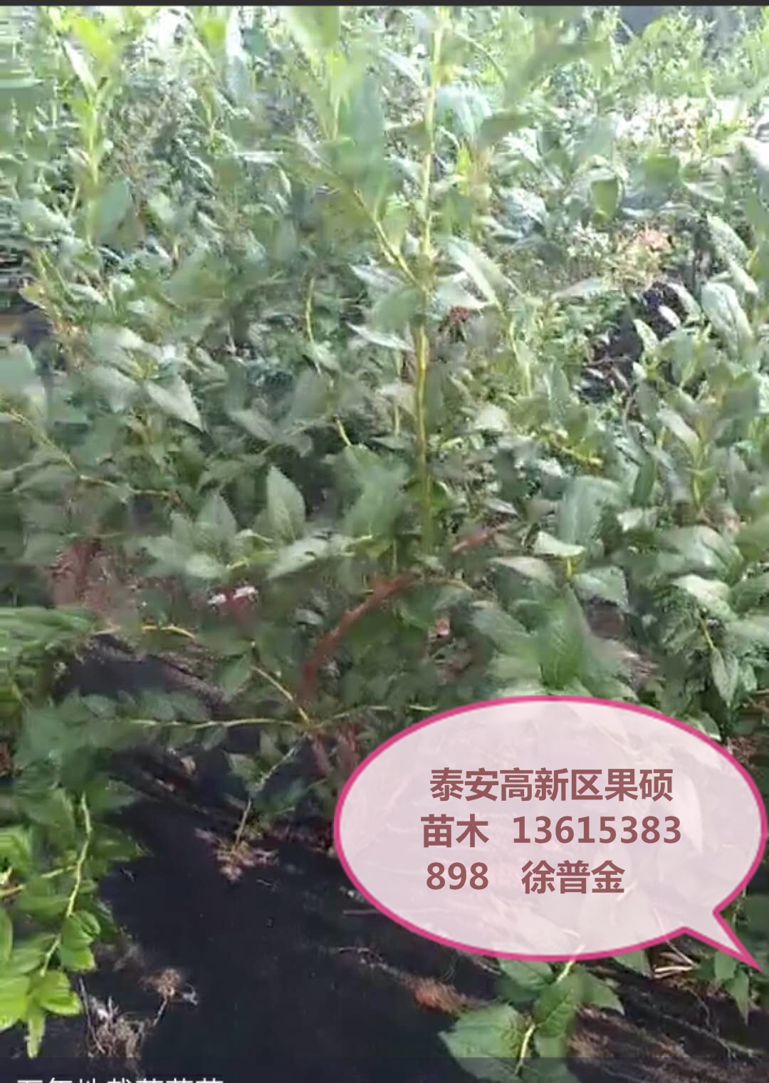 两年喜来蓝莓苗实生占地苗蓝莓苗早熟品种天津