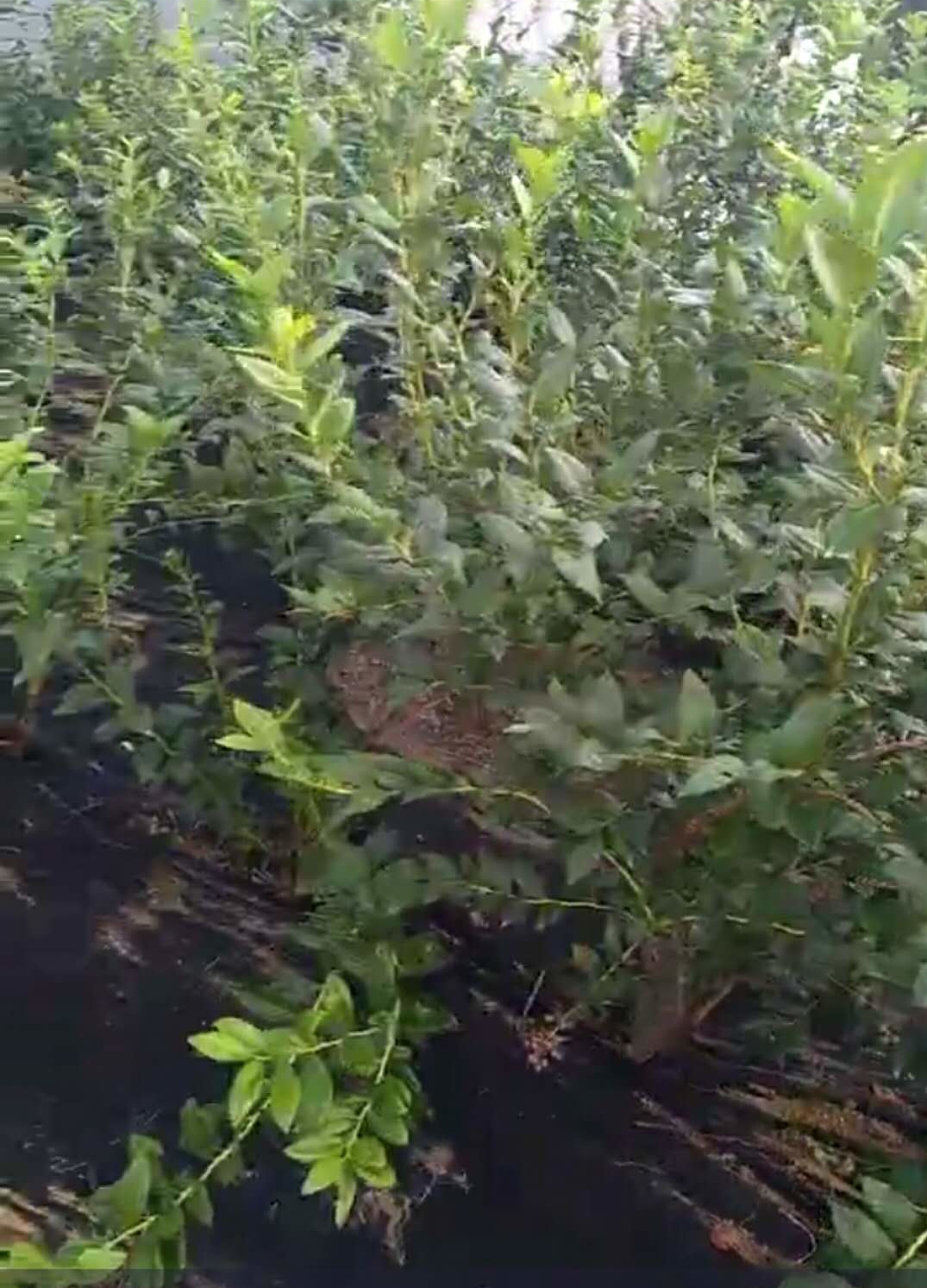两年喜来蓝莓苗价格行情新报价蓝莓苗早熟品种河北