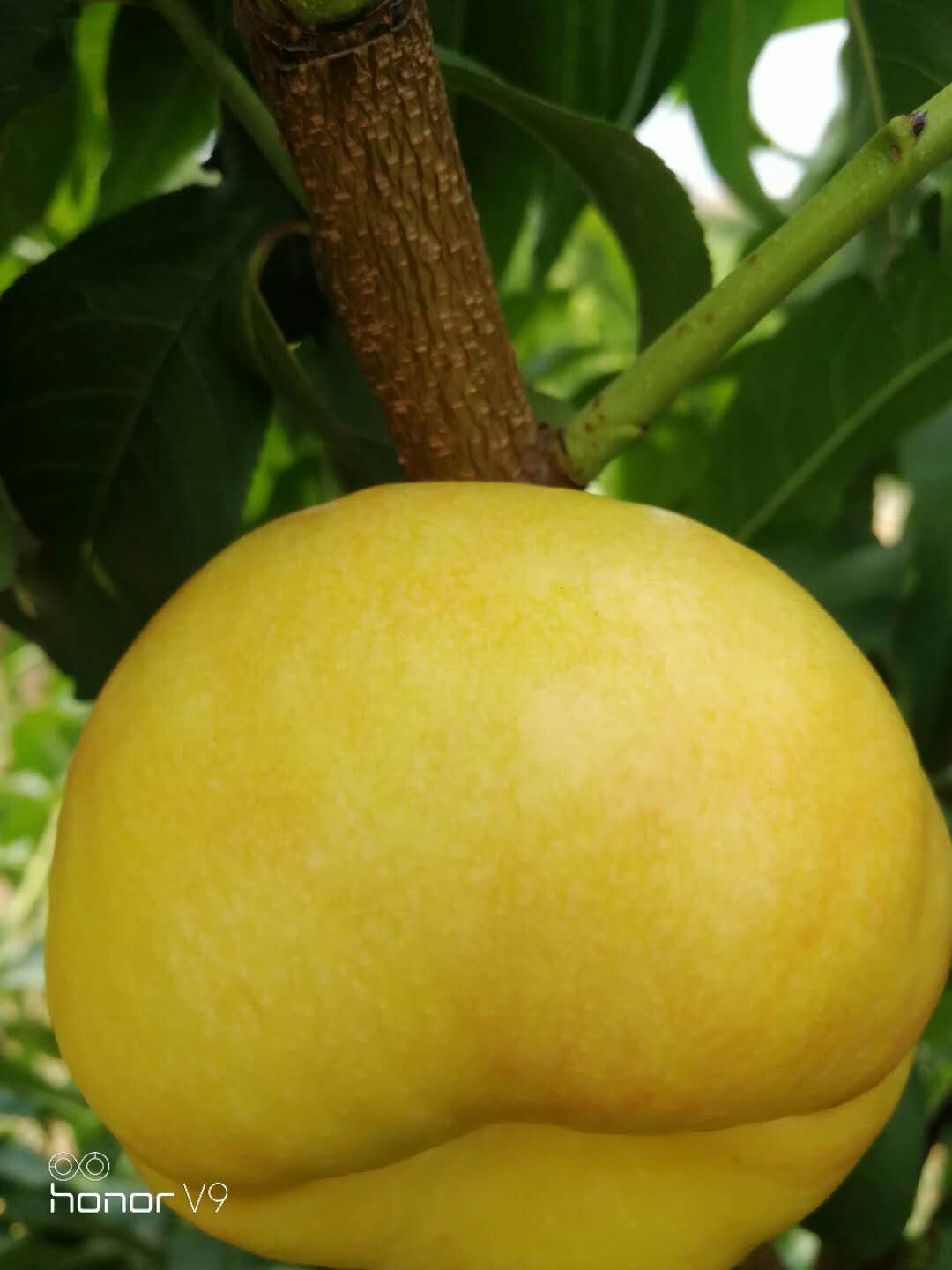 6公分春雪桃树两年就可以挂果品质好的怎么选择广东
