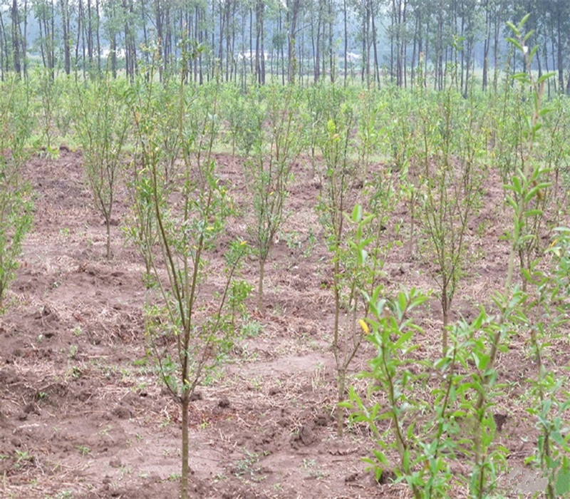 10公分石榴树买苗免费送技术千亩大型苗木繁育基地