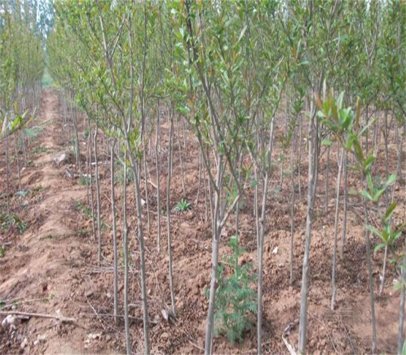 3公分红双喜软籽石榴结果两年的繁育基地