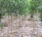 5公分红双喜软籽石榴买苗免费送技术专业种植
