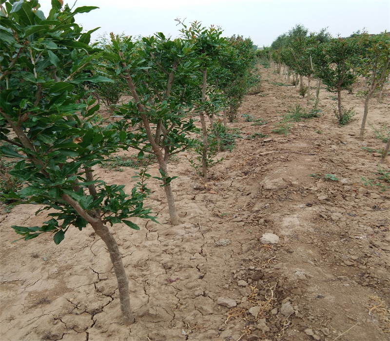 5公分红巨蜜石榴苗木市场迎来发展良机种植