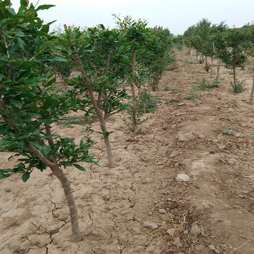 5公分蒙阴红石榴加快农业产业布局千亩大型苗木繁育基地